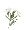 Aubépine