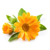 Ringelblumenblüten, Ringelblumenblütenblätter