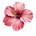 Hibiskus