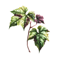 Roter Wein