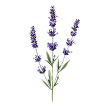 Lavendel