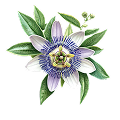 Passionsblume