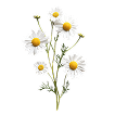 Chamomile