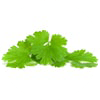 Coriander