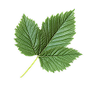 Raspberry leaves