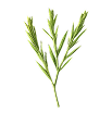 Horsetail
