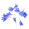 Cornflower petals