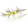 Green rooibos