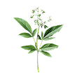 Meadowsweet