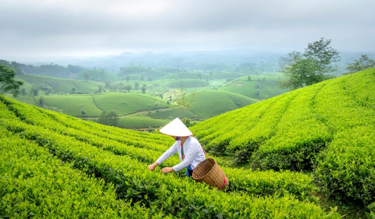 Le thé vert, allié minceur : maté et guarana