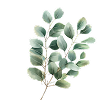 Eucalyptus