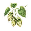 Houblon