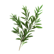 Rooibos