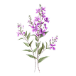 Honeybush