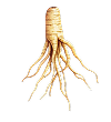 Ginseng blanc