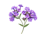 Verveine