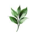 Tulsi