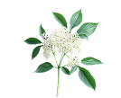 Fleur de sureau