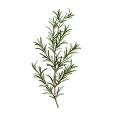 Romarin