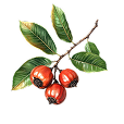 Graine de guarana