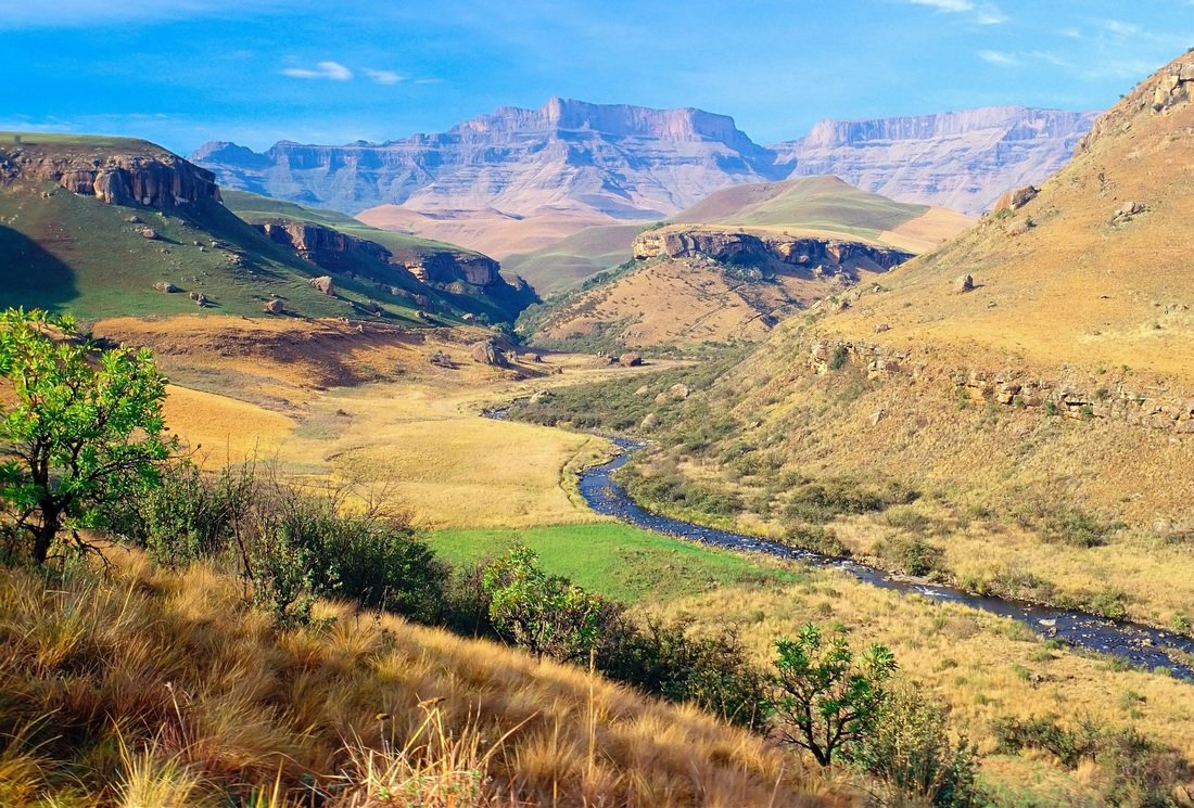 Le Rooibos : la boisson nationale de l’Afrique du Sud