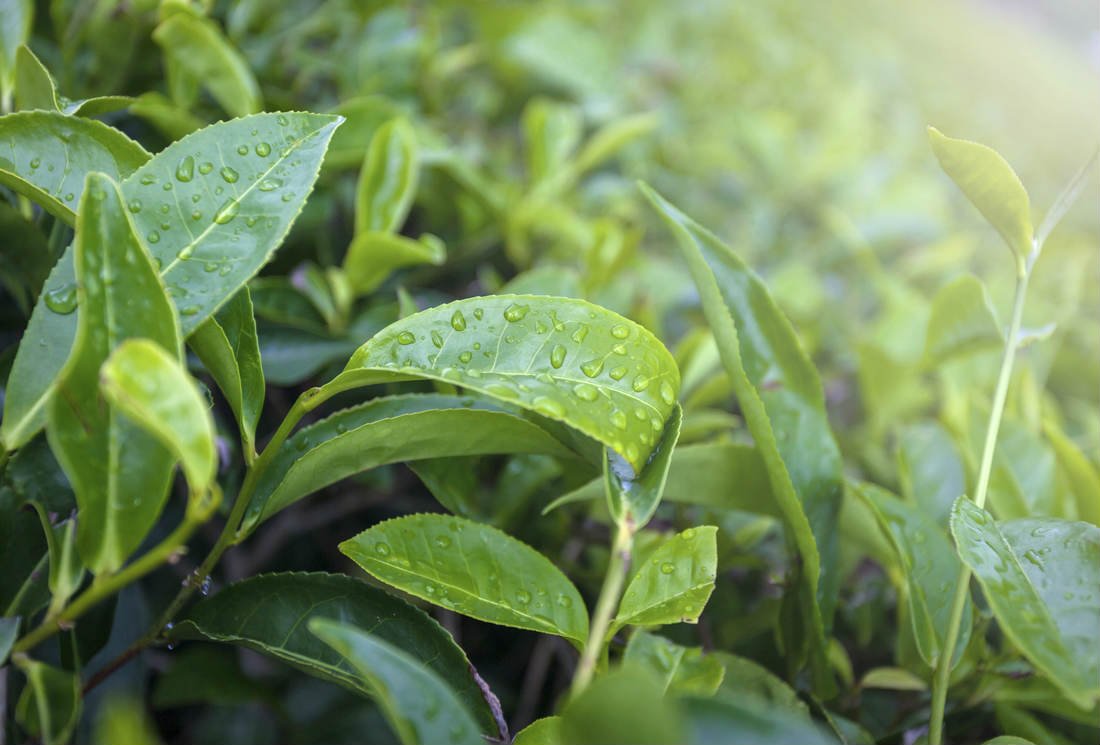 Thé et antioxydants : catéchines, flavonoïdes et autres polyphénols du thé.