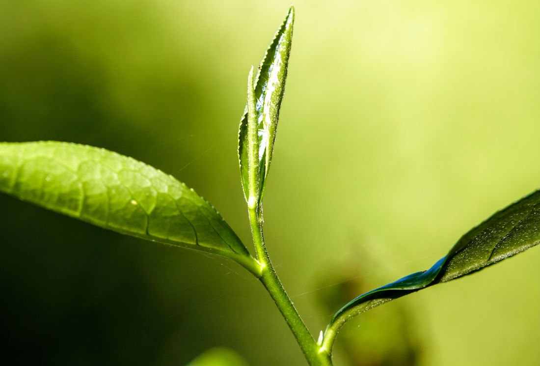 Thé et antioxydants : les catéchines du thé vert