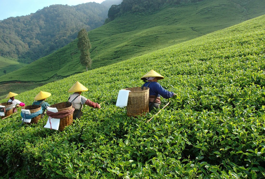 Le thé de Chine, des grands crus mythiques