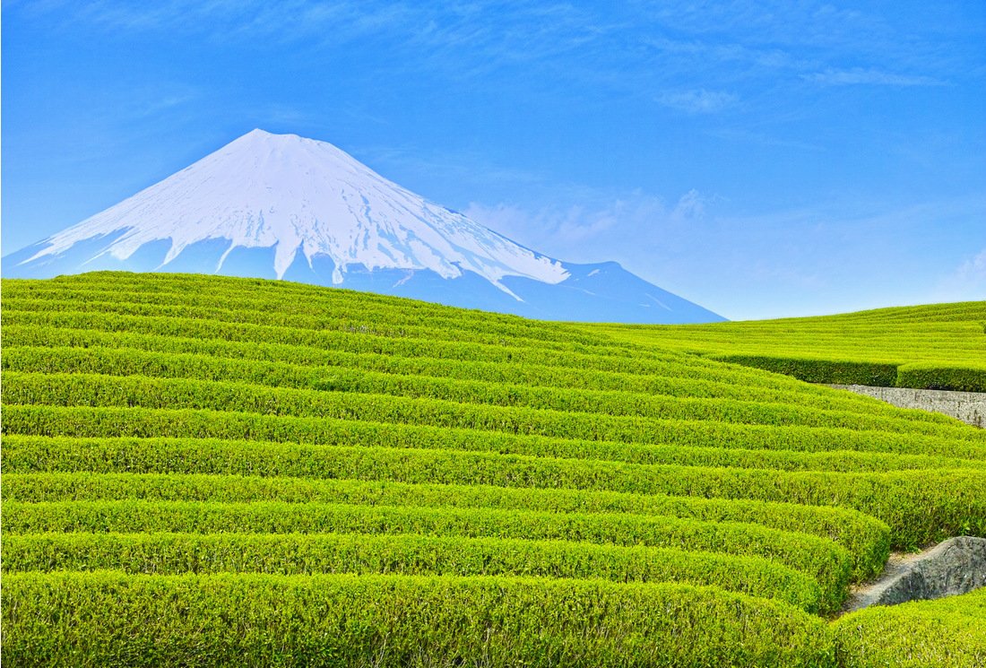 Thés verts japonais ombrés : Gyokuro, Kabusecha, Tencha