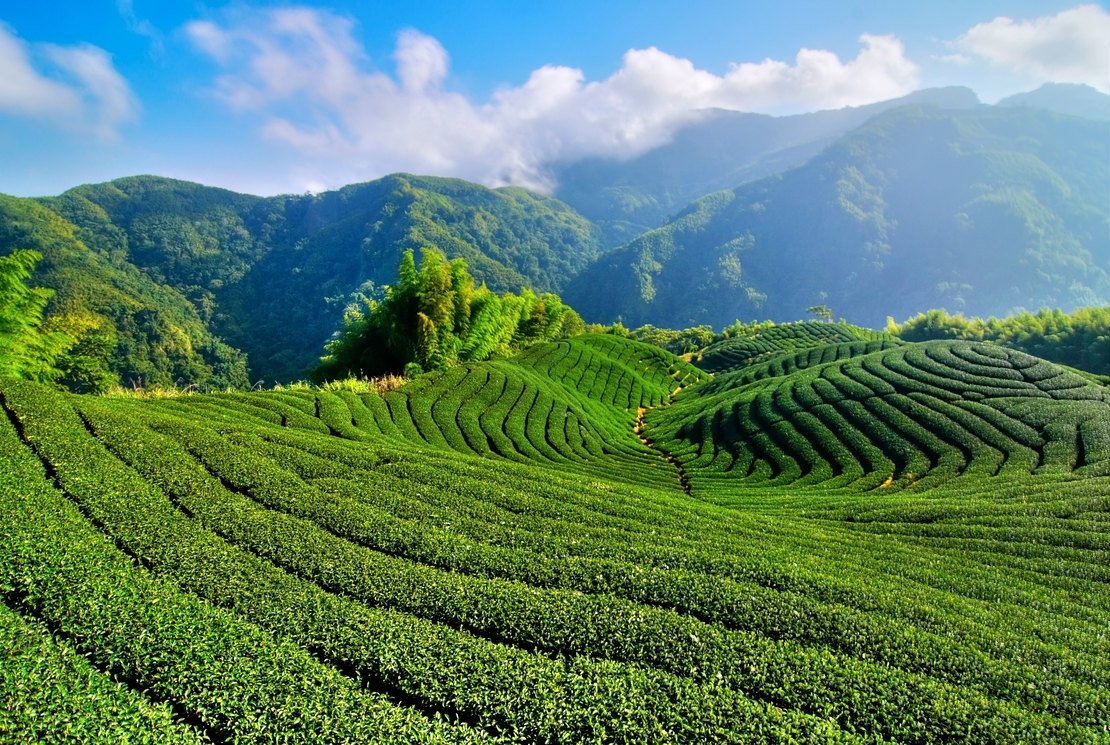 Les thés du Sri Lanka : équilibre entre latitude, altitude et exposition