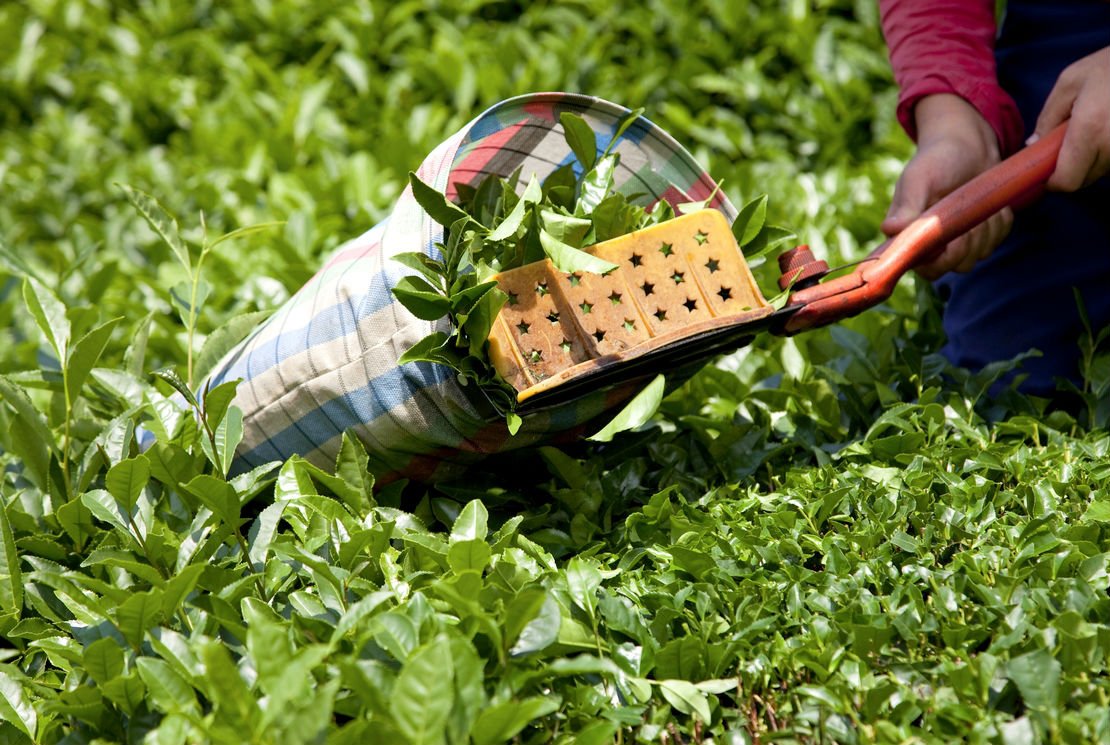 Les critères d&rsquo;une plantation de thé exceptionnelle