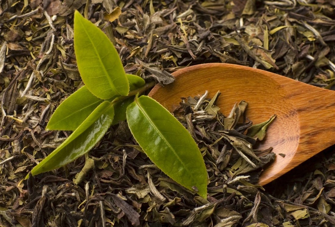 Effets lipotropes des molécules antioxydantes du thé