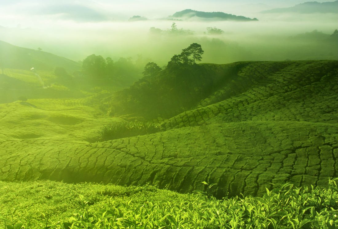 Biotransformation of tea polyphenols by gut microbiota