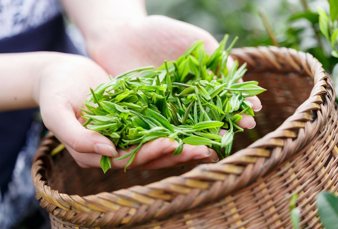 Le thé bio : comment le cultive-t-on, quelles sont les garanties pour les consommateurs ?