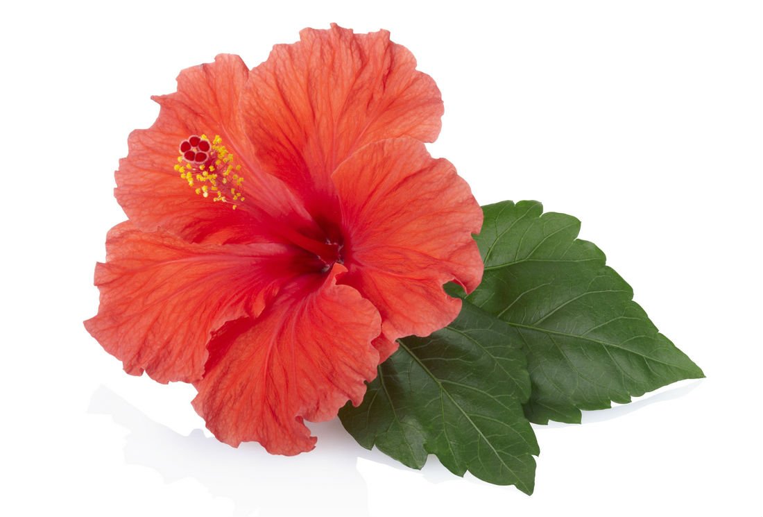 Découvrez l’infusion d’hibiscus ! Un véritable concentré de bienfaits