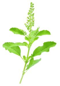 Tulsi - basilic sacré - super-aliment - voies respiration - décongestionnant