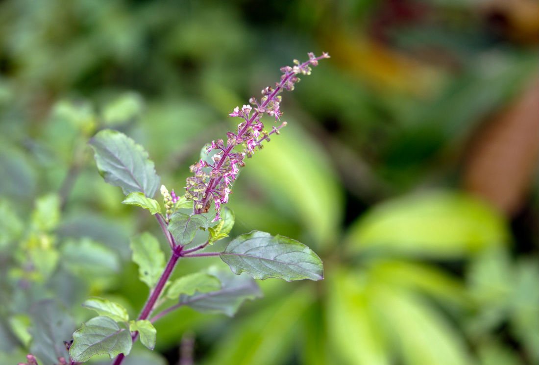 Purifiez votre organisme grâce à l’infusion de tulsi !