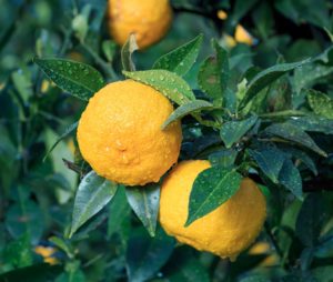 Yuzu - agrume - Japon - super-fruit