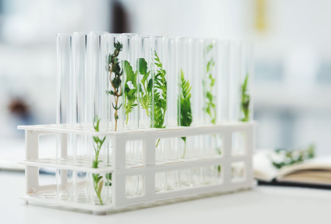 Quelles sont les meilleures plantes détox ?