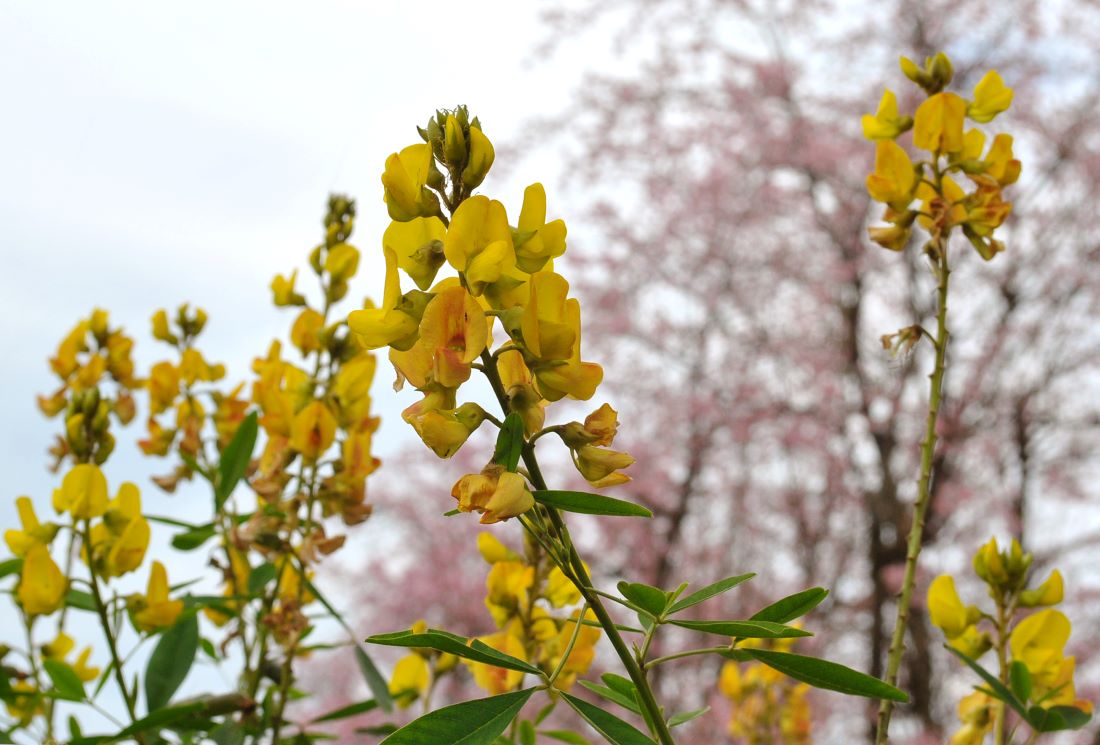 Le honeybush et ses bienfaits