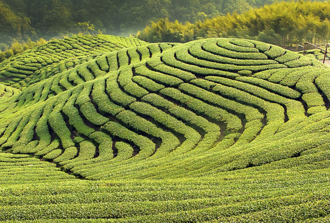 Préparation et bienfaits du thé vert Sencha