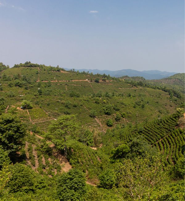 Des jardins de thé préservés