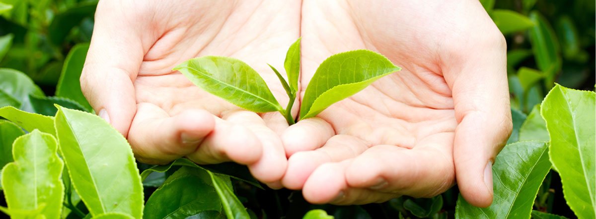 Le thé, roi des antioxydants