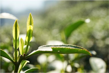 Pourquoi du thé bio ?