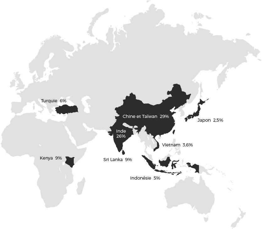 La production mondiale de thé